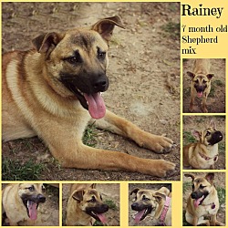 Thumbnail photo of Rainey-Adoption Pending #4