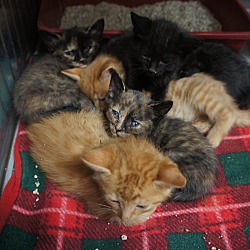 Thumbnail photo of Quarter Kittens (6) #1
