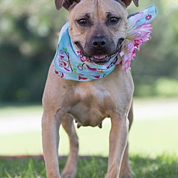 Thumbnail photo of Jewel - Adopted #3