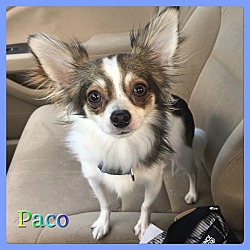 Thumbnail photo of Paco #3
