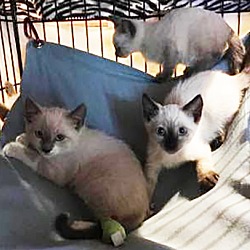 Thumbnail photo of Siamese Kittens #1