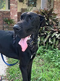 Great dane shop crate petsmart