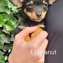 Thumbnail photo of Peanut #4