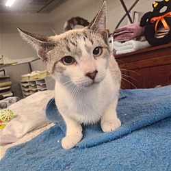 Photo of Kitten Buck