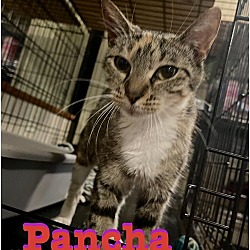 Thumbnail photo of Pancha #3