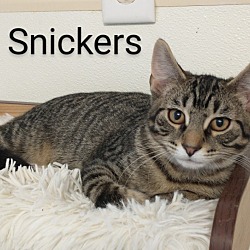 Thumbnail photo of Snickers #2