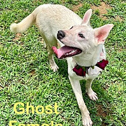 Thumbnail photo of Ghost #1