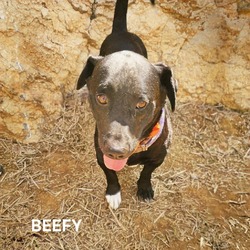 Thumbnail photo of Beefy #3