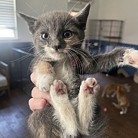 adopt a pet