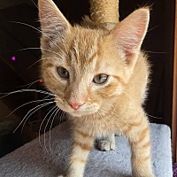 adopt a pet