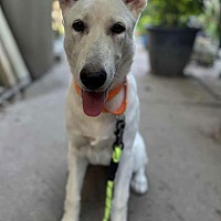 adopt a pet