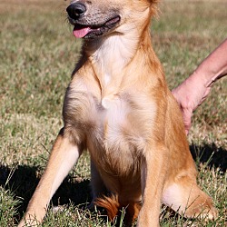 Thumbnail photo of Jersey~adopted! #4