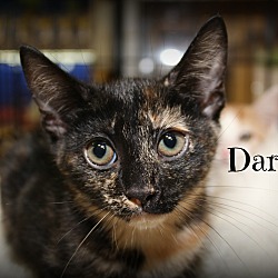 Thumbnail photo of Daria #1