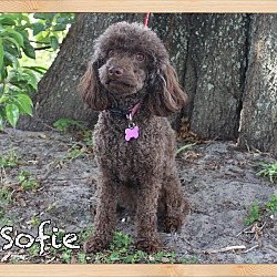 Photo of Sofie