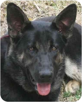 Dripping Springs Tx German Shepherd Dog Meet Blackjack A Pet