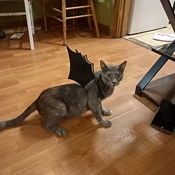 Photo of Stella