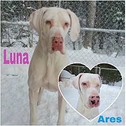 Photo of Luna (22-107 with Ares)
