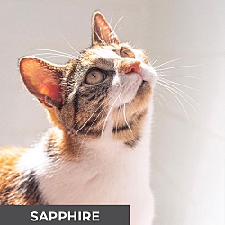 Thumbnail photo of Sapphire #3