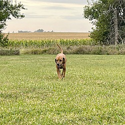 Thumbnail photo of Mina - Bonded Buddy With Spot #3