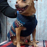 adopt a pet