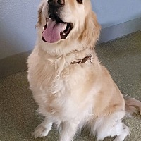 adopt-pet