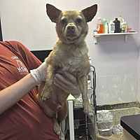 adopt a pet