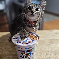 adopt a pet