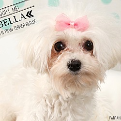 Thumbnail photo of Bella-Pending Adoption #1