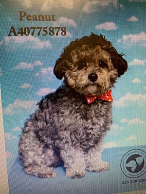 harmony miniature poodles