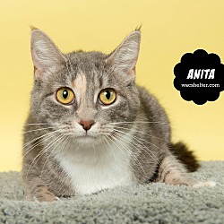 Thumbnail photo of ANITA #1