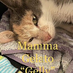 Thumbnail photo of Mama Gelato #2