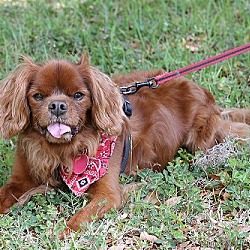 Photo of Rusty (Odessa, FL)