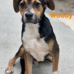 Photo of Woody