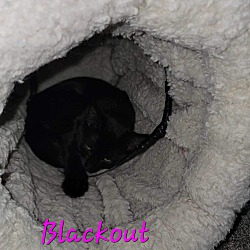 Thumbnail photo of Blackout #4