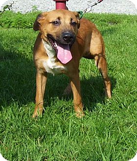 staffordshire terrier shepherd mix
