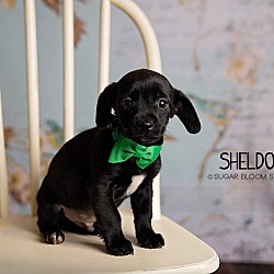 Thumbnail photo of Sheldon #1