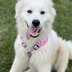 Thumbnail photo of Lucy~adopted! #1