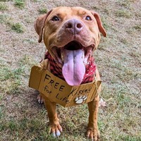 adopt a pet