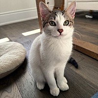 adopt-pet