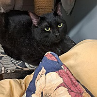 adopt-pet