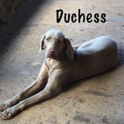 Thumbnail photo of Duchess #1
