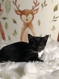 Adopt A Pet Petsmart Charities