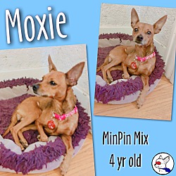 Thumbnail photo of Moxie #2