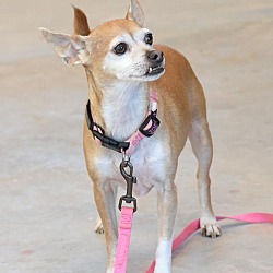 Thumbnail photo of Tiny (Bonded with Penny, must be adopted together) #4