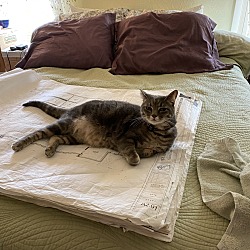 Photo of Misty