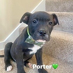 Photo of Porter
