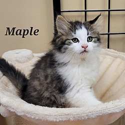 Photo of Maple