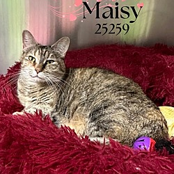 Thumbnail photo of Maisy #1