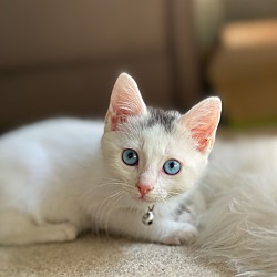 bonded pet photo