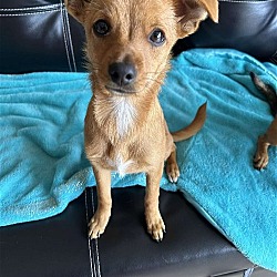 Photo of Goldie